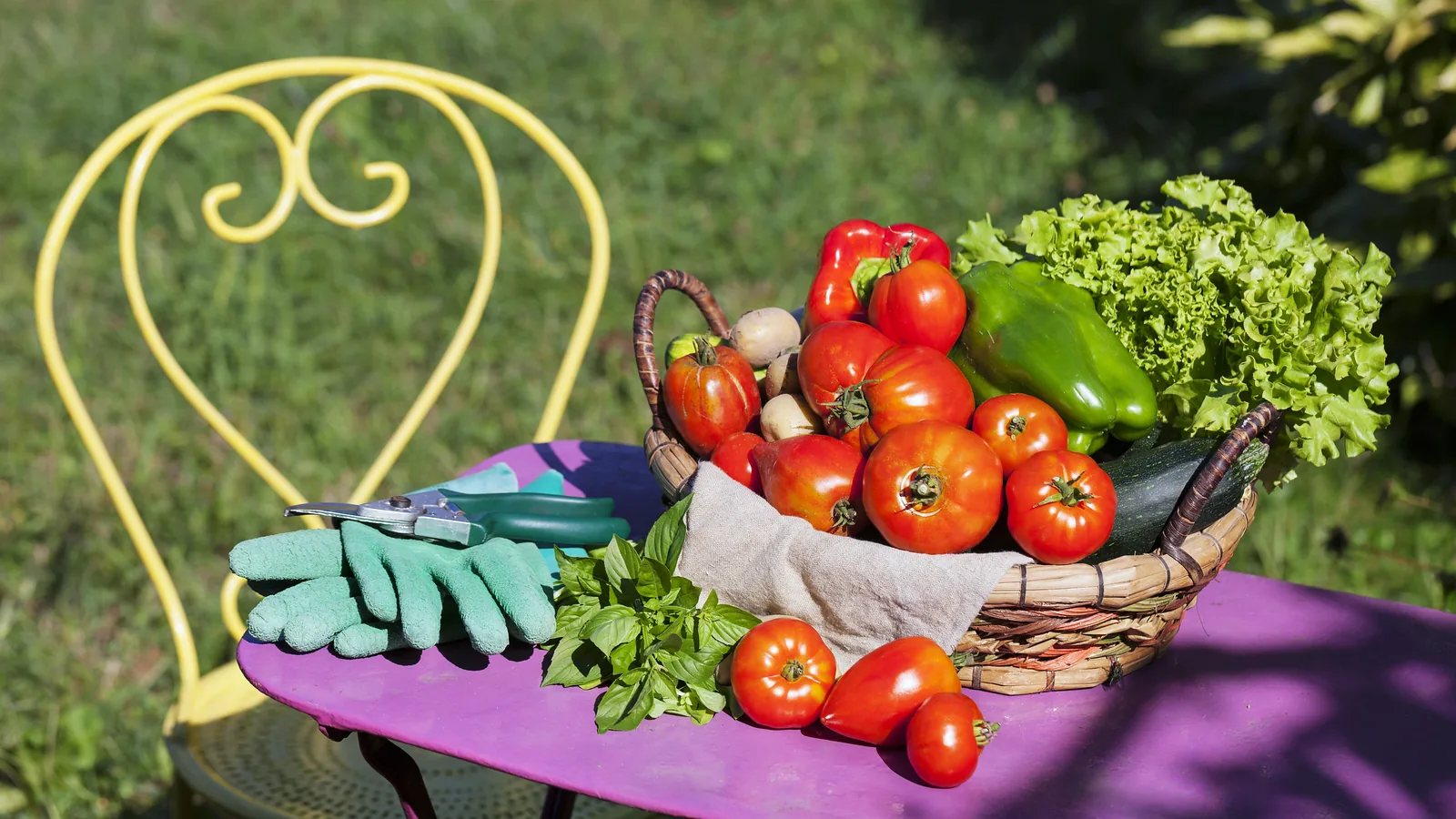 Korb mit Tomaten, Paprika, Salat und Basilikum auf einem Gartentisch in der Sonne